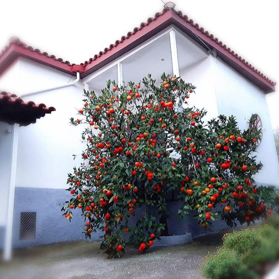 Dimos Bungalows PalaiónTsiflíkion 외부 사진